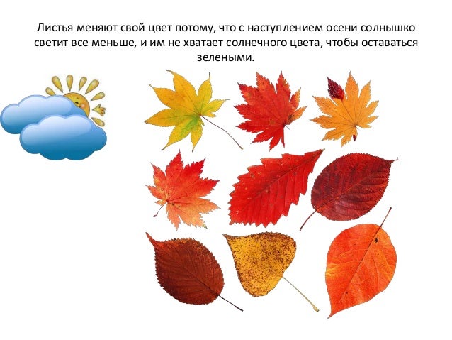 Картинки для детей с признаками осени Картинки для детей с признаками осени